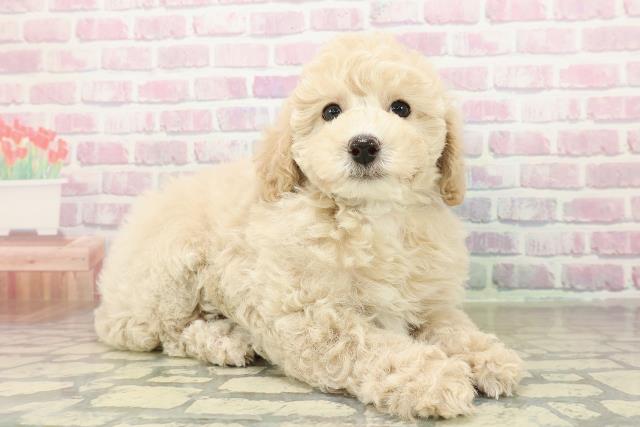 埼玉県のトイプードル(トイ) (Coo&RIKU所沢店/2025年10月26日生まれ/男の子/クリーム)の子犬の3枚目の画像