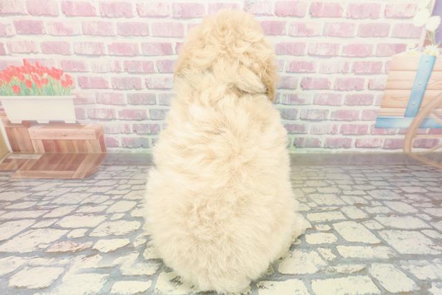 埼玉県のトイプードル(トイ) (Coo&RIKU所沢店/2025年10月26日生まれ/男の子/クリーム)の子犬の4枚目の画像