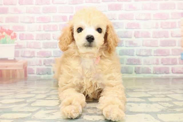 青森県のトイプードル(トイ) (Coo&RIKU青森店/2025年10月26日生まれ/女の子/アプリコット)の子犬の1枚目の画像