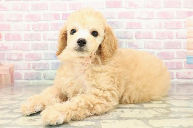 青森県のトイプードル(トイ) (Coo&RIKU青森店/2025年10月26日生まれ/女の子/アプリコット)の子犬の2枚目の画像