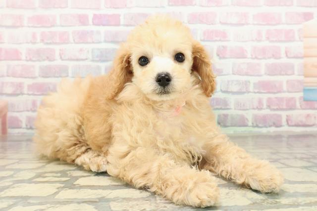 青森県のトイプードル(トイ) (Coo&RIKU青森店/2025年10月26日生まれ/女の子/アプリコット)の子犬の3枚目の画像