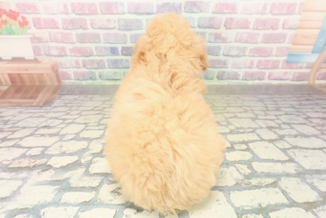 青森県のトイプードル(トイ) (Coo&RIKU青森店/2025年10月26日生まれ/女の子/アプリコット)の子犬の4枚目の画像