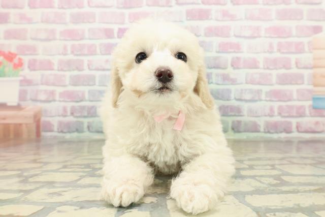 長野県のトイプードル(トイ) (Coo&RIKU綿半諏訪店/2025年10月26日生まれ/女の子/クリーム)の子犬の1枚目の画像