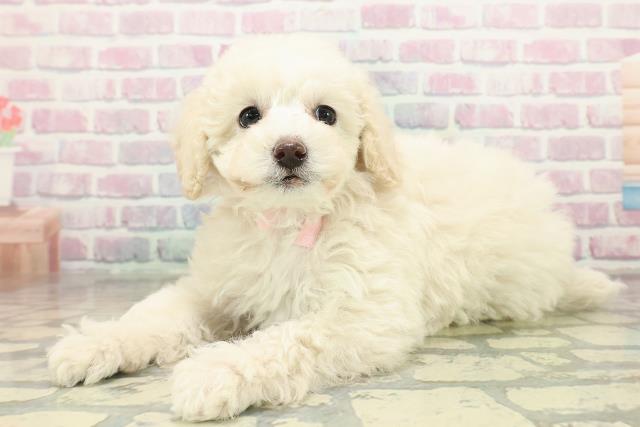 長野県のトイプードル(トイ) (Coo&RIKU綿半諏訪店/2025年10月26日生まれ/女の子/クリーム)の子犬の2枚目の画像