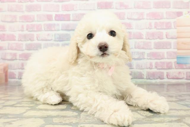 長野県のトイプードル(トイ) (Coo&RIKU綿半諏訪店/2025年10月26日生まれ/女の子/クリーム)の子犬の3枚目の画像