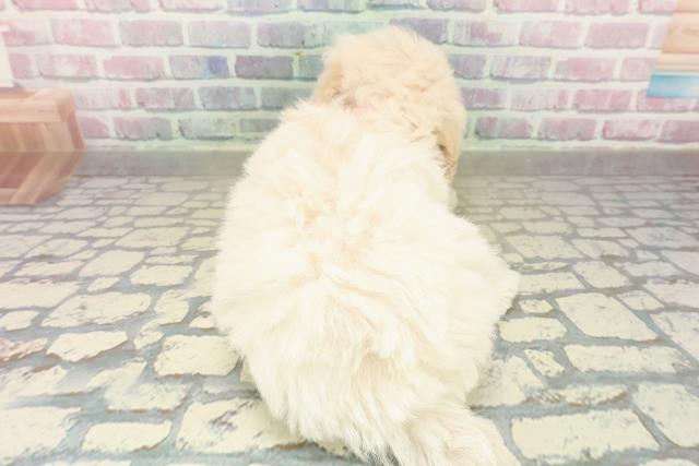 長野県のトイプードル(トイ) (Coo&RIKU綿半諏訪店/2025年10月26日生まれ/女の子/クリーム)の子犬の4枚目の画像