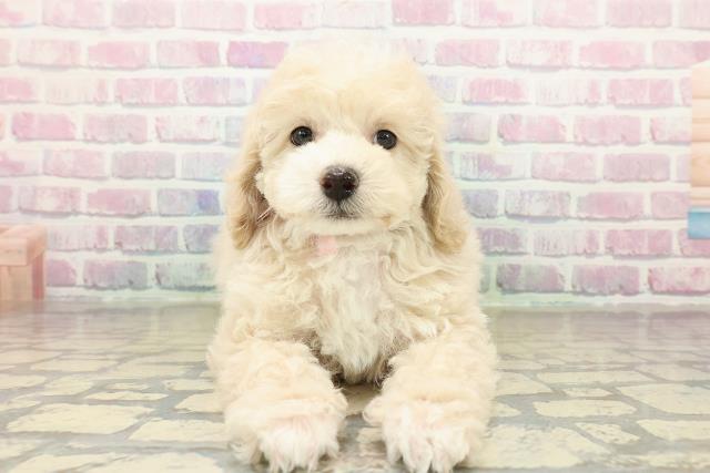 長野県のトイプードル(トイ) (Coo&RIKU綿半権堂店/2025年10月26日生まれ/女の子/クリーム)の子犬の1枚目の画像