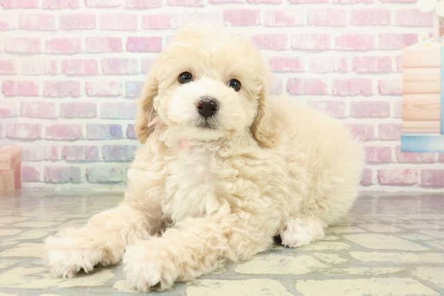 長野県のトイプードル(トイ) (Coo&RIKU綿半権堂店/2025年10月26日生まれ/女の子/クリーム)の子犬の2枚目の画像