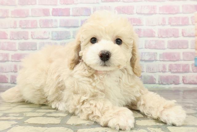 長野県のトイプードル(トイ) (Coo&RIKU綿半権堂店/2025年10月26日生まれ/女の子/クリーム)の子犬の3枚目の画像