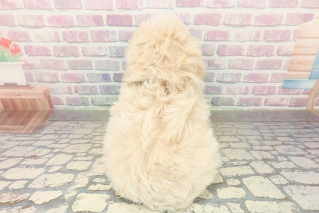 長野県のトイプードル(トイ) (Coo&RIKU綿半権堂店/2025年10月26日生まれ/女の子/クリーム)の子犬の4枚目の画像