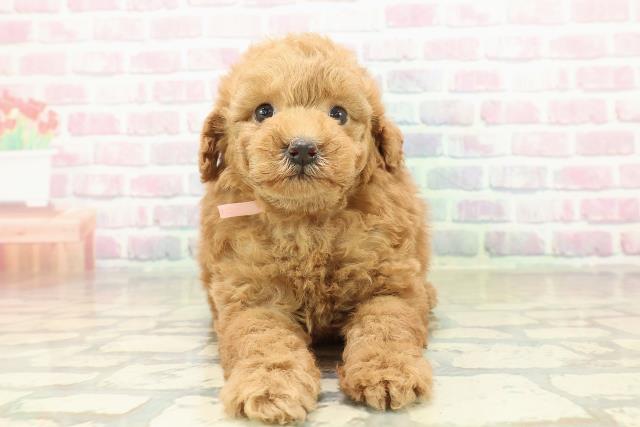 神奈川県のトイプードル(トイ) (Coo&RIKU日吉店/2025年10月24日生まれ/女の子/アプリコット)の子犬の1枚目の画像