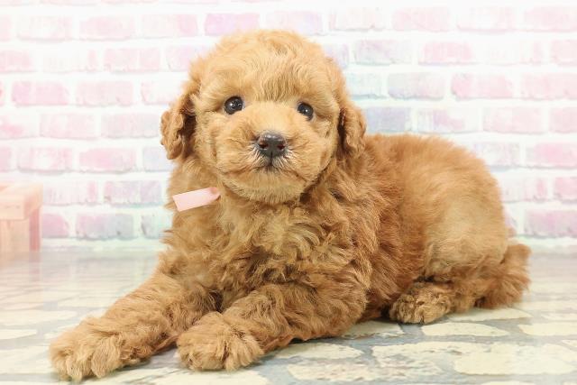 神奈川県のトイプードル(トイ) (Coo&RIKU日吉店/2025年10月24日生まれ/女の子/アプリコット)の子犬の2枚目の画像