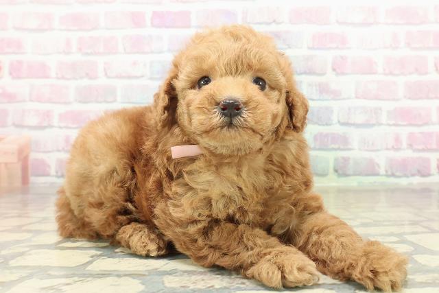 神奈川県のトイプードル(トイ) (Coo&RIKU日吉店/2025年10月24日生まれ/女の子/アプリコット)の子犬の3枚目の画像