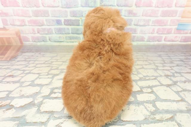 神奈川県のトイプードル(トイ) (Coo&RIKU日吉店/2025年10月24日生まれ/女の子/アプリコット)の子犬の4枚目の画像
