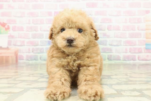 東京都のトイプードル(トイ) (Coo&RIKU池袋西口店/2025年10月24日生まれ/女の子/アプリコット)の子犬の1枚目の画像