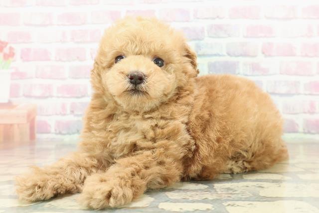 東京都のトイプードル(トイ) (Coo&RIKU池袋西口店/2025年10月24日生まれ/女の子/アプリコット)の子犬の2枚目の画像