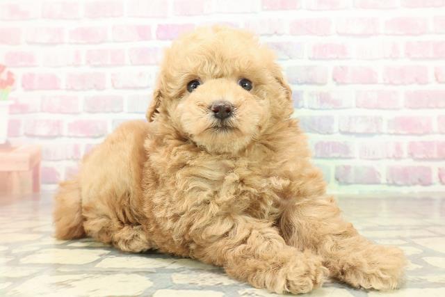 東京都のトイプードル(トイ) (Coo&RIKU池袋西口店/2025年10月24日生まれ/女の子/アプリコット)の子犬の3枚目の画像