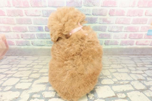 東京都のトイプードル(トイ) (Coo&RIKU池袋西口店/2025年10月24日生まれ/女の子/アプリコット)の子犬の4枚目の画像
