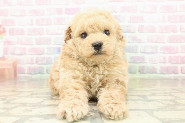 東京都のトイプードル(トイ) (Coo&RIKU東久留米店/2025年10月24日生まれ/男の子/アプリコット)の子犬の1枚目の画像