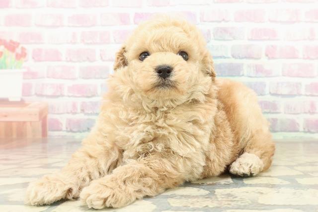 東京都のトイプードル(トイ) (Coo&RIKU東久留米店/2025年10月24日生まれ/男の子/アプリコット)の子犬の2枚目の画像