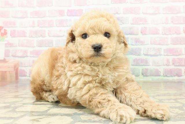 東京都のトイプードル(トイ) (Coo&RIKU東久留米店/2025年10月24日生まれ/男の子/アプリコット)の子犬の3枚目の画像