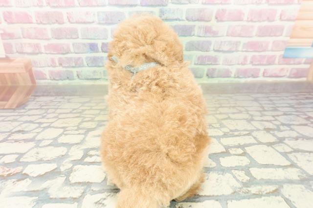 東京都のトイプードル(トイ) (Coo&RIKU東久留米店/2025年10月24日生まれ/男の子/アプリコット)の子犬の4枚目の画像