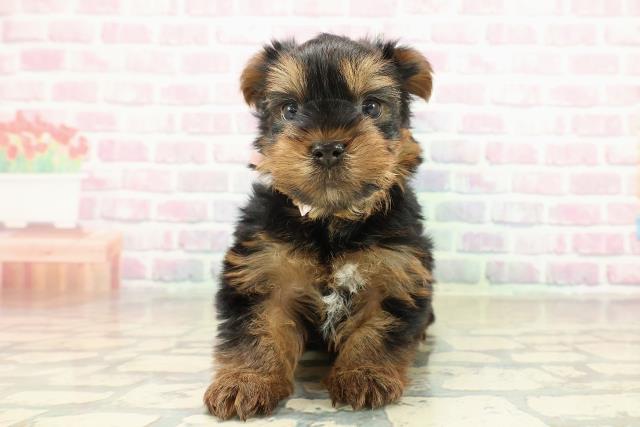 青森県のヨークシャーテリア (Coo&RIKU青森店/2025年10月26日生まれ/女の子/スチールブルータン)の子犬の1枚目の画像