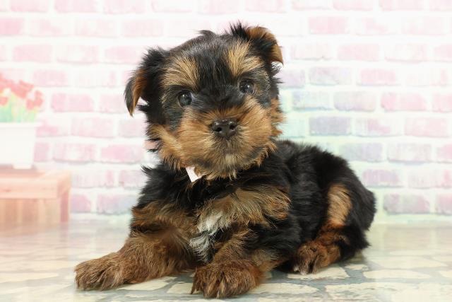 青森県のヨークシャーテリア (Coo&RIKU青森店/2025年10月26日生まれ/女の子/スチールブルータン)の子犬の2枚目の画像