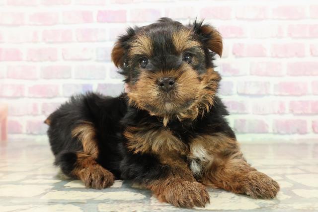 青森県のヨークシャーテリア (Coo&RIKU青森店/2025年10月26日生まれ/女の子/スチールブルータン)の子犬の3枚目の画像