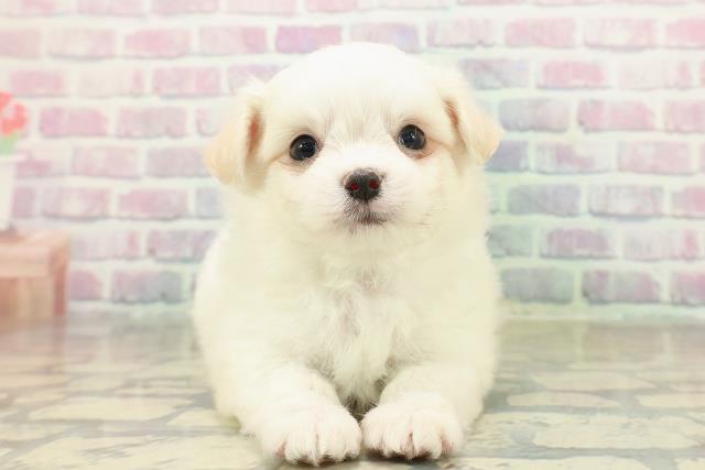 千葉県のチワマル/マルチワ(チワワ×マルチーズ) (Coo&RIKU木更津店/2025年10月26日生まれ/男の子/ホワイトクリーム)の子犬の1枚目の画像