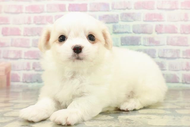 千葉県のチワマル/マルチワ(チワワ×マルチーズ) (Coo&RIKU木更津店/2025年10月26日生まれ/男の子/ホワイトクリーム)の子犬の2枚目の画像