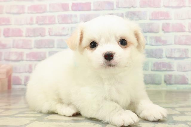 千葉県のチワマル/マルチワ(チワワ×マルチーズ) (Coo&RIKU木更津店/2025年10月26日生まれ/男の子/ホワイトクリーム)の子犬の3枚目の画像