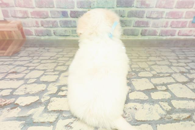 千葉県のチワマル/マルチワ(チワワ×マルチーズ) (Coo&RIKU木更津店/2025年10月26日生まれ/男の子/ホワイトクリーム)の子犬の4枚目の画像