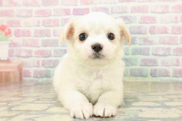 千葉県のチワマル/マルチワ(チワワ×マルチーズ) (Coo&RIKU東金店/2025年10月26日生まれ/男の子/ホワイトクリーム)の子犬の1枚目の画像