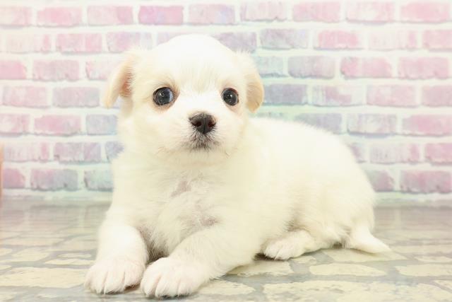 千葉県のチワマル/マルチワ(チワワ×マルチーズ) (Coo&RIKU東金店/2025年10月26日生まれ/男の子/ホワイトクリーム)の子犬の2枚目の画像