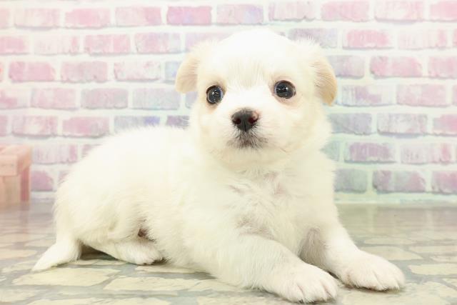 千葉県のチワマル/マルチワ(チワワ×マルチーズ) (Coo&RIKU東金店/2025年10月26日生まれ/男の子/ホワイトクリーム)の子犬の3枚目の画像