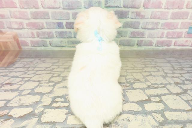 千葉県のチワマル/マルチワ(チワワ×マルチーズ) (Coo&RIKU東金店/2025年10月26日生まれ/男の子/ホワイトクリーム)の子犬の4枚目の画像