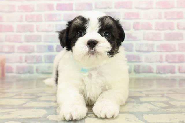 東京都のチワマル/マルチワ(チワワ×マルチーズ) (Coo&RIKU江戸川店/2025年10月26日生まれ/男の子/ブラックタンホワイト)の子犬の1枚目の画像