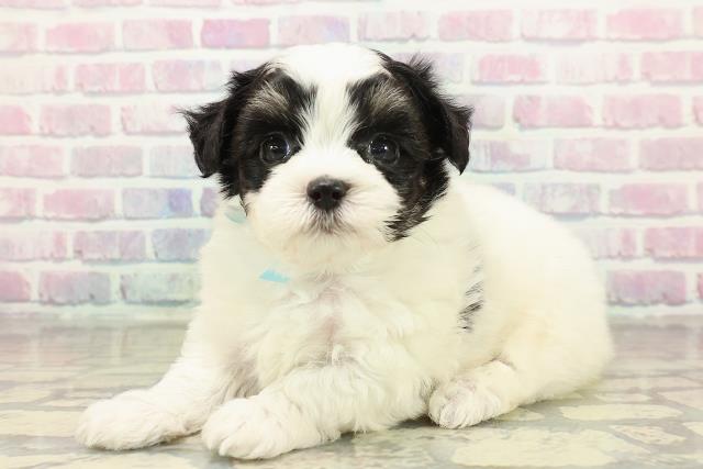 東京都のチワマル/マルチワ(チワワ×マルチーズ) (Coo&RIKU江戸川店/2025年10月26日生まれ/男の子/ブラックタンホワイト)の子犬の2枚目の画像