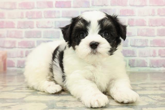 東京都のチワマル/マルチワ(チワワ×マルチーズ) (Coo&RIKU江戸川店/2025年10月26日生まれ/男の子/ブラックタンホワイト)の子犬の3枚目の画像