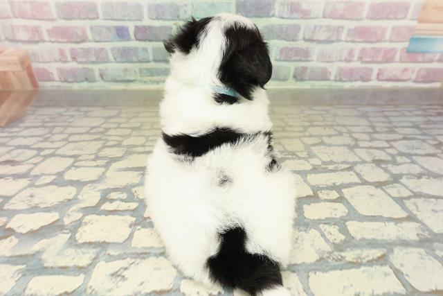 東京都のチワマル/マルチワ(チワワ×マルチーズ) (Coo&RIKU江戸川店/2025年10月26日生まれ/男の子/ブラックタンホワイト)の子犬の4枚目の画像