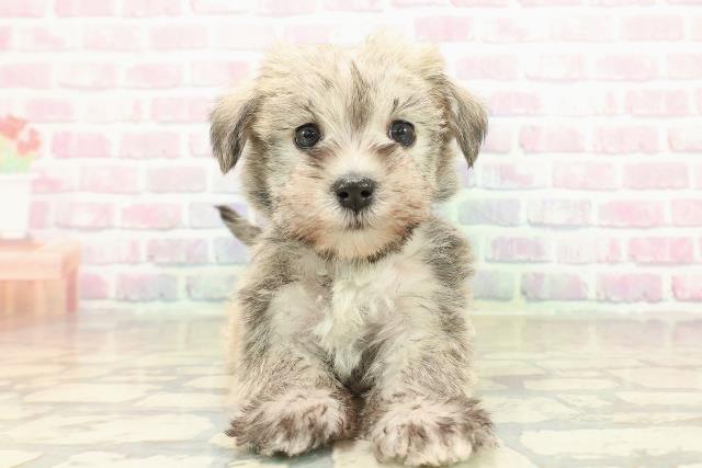 千葉県のシュナマル/マルシュナ(シュナウザー×マルチーズ) (Coo&RIKU木更津店/2025年10月26日生まれ/女の子/ウィートン)の子犬の1枚目の画像