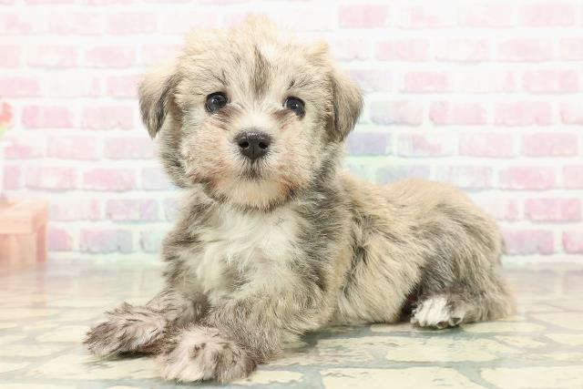 千葉県のシュナマル/マルシュナ(シュナウザー×マルチーズ) (Coo&RIKU木更津店/2025年10月26日生まれ/女の子/ウィートン)の子犬の2枚目の画像