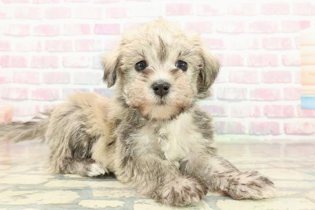 千葉県のシュナマル/マルシュナ(シュナウザー×マルチーズ) (Coo&RIKU木更津店/2025年10月26日生まれ/女の子/ウィートン)の子犬の3枚目の画像