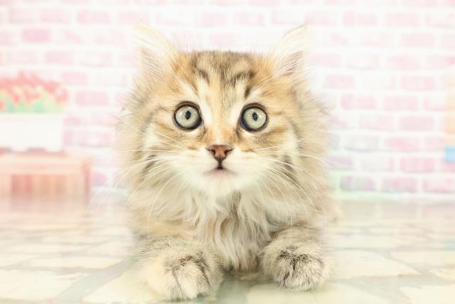 東京都のサイベリアン (Coo&RIKU池袋西口店/2025年10月25日生まれ/女の子/ブラウンパッチドタビー)の子猫の1枚目の画像