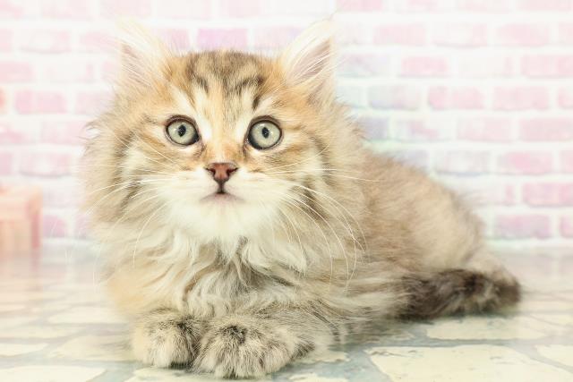 東京都のサイベリアン (Coo&RIKU池袋西口店/2025年10月25日生まれ/女の子/ブラウンパッチドタビー)の子猫の2枚目の画像