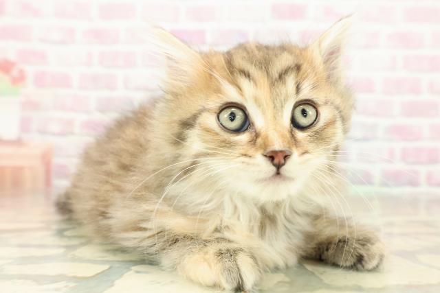 東京都のサイベリアン (Coo&RIKU池袋西口店/2025年10月25日生まれ/女の子/ブラウンパッチドタビー)の子猫の3枚目の画像