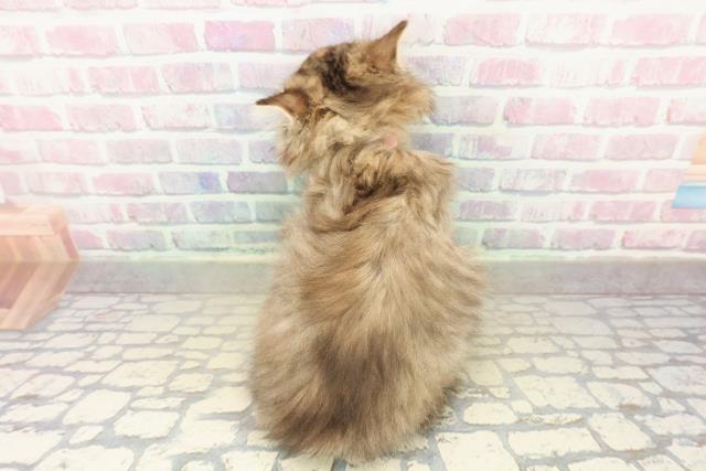 東京都のサイベリアン (Coo&RIKU池袋西口店/2025年10月25日生まれ/女の子/ブラウンパッチドタビー)の子猫の4枚目の画像