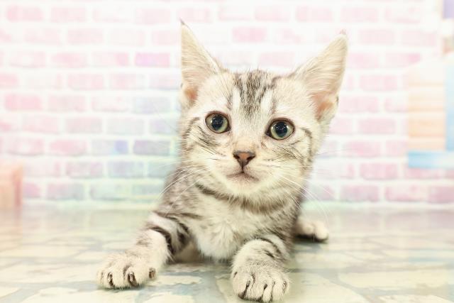 東京都のアメリカンショートヘアー (Coo&RIKU新宿三丁目店/2025年10月26日生まれ/女の子/シルバータビー)の子猫の1枚目の画像