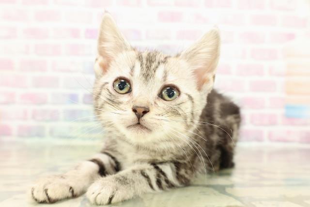 東京都のアメリカンショートヘアー (Coo&RIKU新宿三丁目店/2025年10月26日生まれ/女の子/シルバータビー)の子猫の2枚目の画像